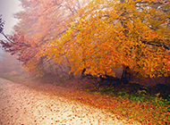 秋天的枫树林唯美风景图片