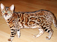 体型匀称的纯种豹猫图片