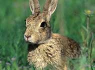 乖巧可爱的小兔子高清摄影图片