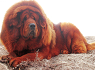 壮实肥胖的狮系藏獒犬图片