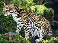 国家保护动物中华豹猫图片