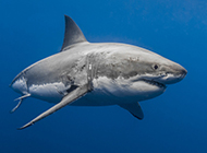 深海凶猛的大鲨鱼图片