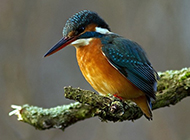蓝翡翠鸟池塘捕食图片特写