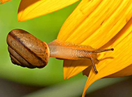 蜻蜓蜗牛细小昆虫动物图片
