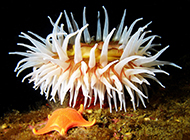 海底世界集群海葵动物图片