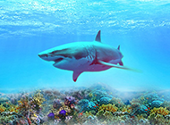 霸气深海大鲨鱼高清图片素材