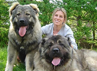 高加索犬：探秘世界上最大的狗