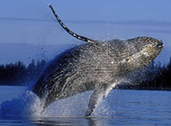 可爱鲸鱼海洋特写图片