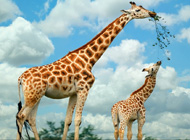 世界上现存最高的陆生动物-长颈鹿