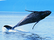 虎鲸鱼跃出水面图片