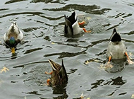 集体花样游泳的鸭子们