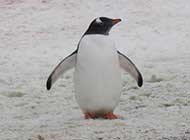 网友提供南极企鹅高清图
