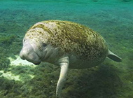 懒洋洋的动物高清晰摄影图片