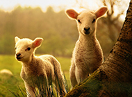 绵羊图片大全可爱草原动物壁纸