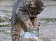 可爱搞笑猫咪图片之最讨厌的鱼罐头
