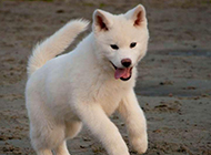 自娱自乐的白色秋田犬图片