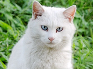 古灵精怪的蓝眼白猫图片