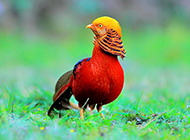 美丽动物红腹锦鸡的图片