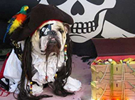 狗狗爆笑头像之加勒比“海盗”