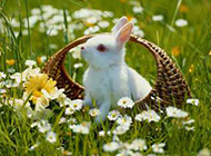 摇头摆尾可爱的小兔子高清图片