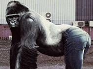 金刚猩猩图片搞笑之这大腿很销魂啊