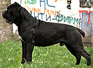 意大利的纯种卡斯罗犬图片欣赏