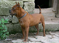 棕色的小川东猎犬图片