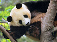 长颈鹿熊猫野生动物图片合集