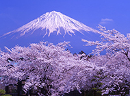 日本富士山春天美景清新怡人