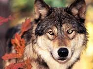 森林之狼 狼的写真