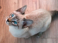 印度暹罗猫仰望的姿态图片