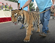 全球老虎日 老虎在动物阅兵式上展现动物王者之风