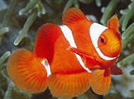 驰骋海底世界的双带小丑鱼图片