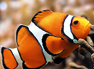 色彩斑斓的公子小丑鱼图片