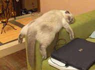 动物爆笑趣图之玩电脑的猫