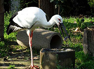 热带大型鸟类东方白鹳图片