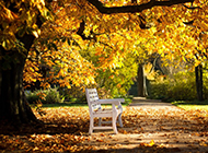 秋天公园树林红叶风景图片壁纸