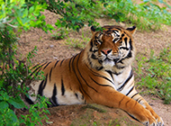 大型猫科动物孟加拉虎图片