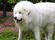美丽高雅的巨型大白熊犬图片