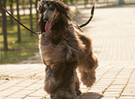 纯种奔跑的阿富汗猎犬图片