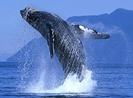 虎鲸鱼海平面跳跃图片