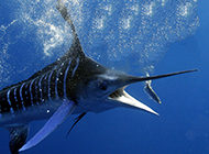深海捕食的热带剑鱼图片