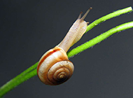 可爱小蜗牛微距特写图片