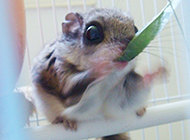 日本小鼯鼠喂养植物图片