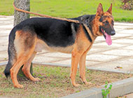 黑背犬图片5个月高大身姿图片