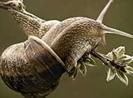高清蜗牛唯美生活欣赏