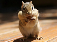 杂食动物可爱的花栗鼠图片