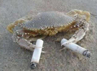 螃蟹爱上香烟