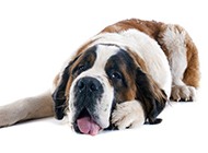 大型圣伯纳犬胖乎乎的图片