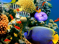 五彩缤纷的海底世界超清晰图片